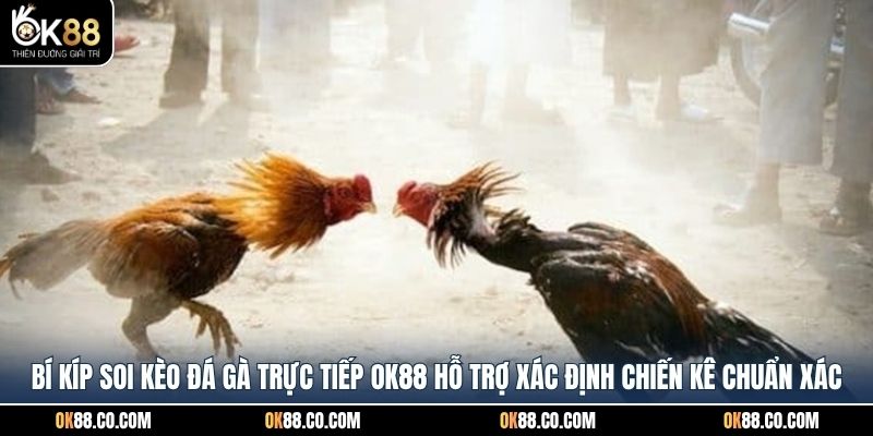 Bí kíp soi kèo đá gà trực tiếp OK88 hỗ trợ xác định chiến kê chuẩn xác