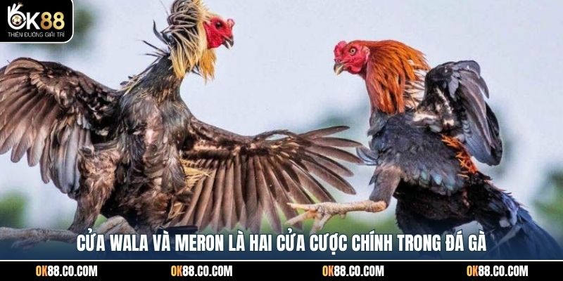 Cửa Wala và Meron là hai cửa cược chính trong đá gà
