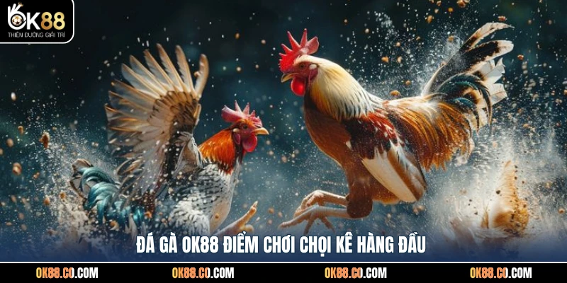 Đá gà OK88 điểm chơi chọi kê hàng đầu