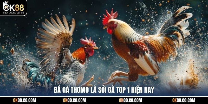 Đá gà Thomo là sới gà top 1 hiện nay