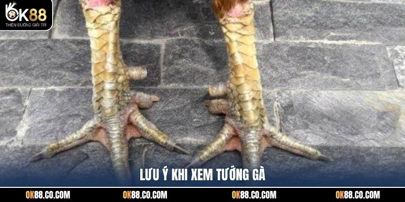 Lưu ý khi xem tướng gà