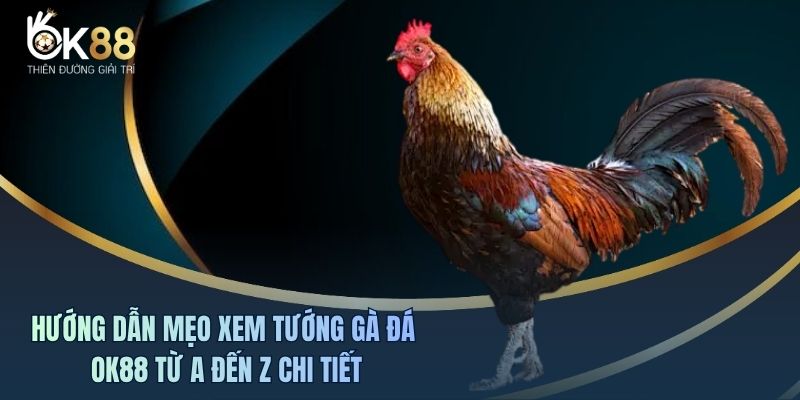 Mẹo Xem Tướng Gà Đá OK88