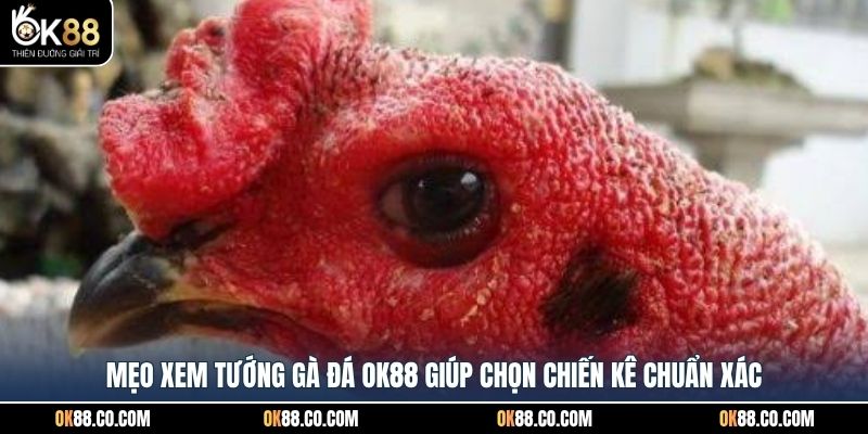 Mẹo xem tướng gà đá OK88 giúp chọn chiến kê chuẩn xác
