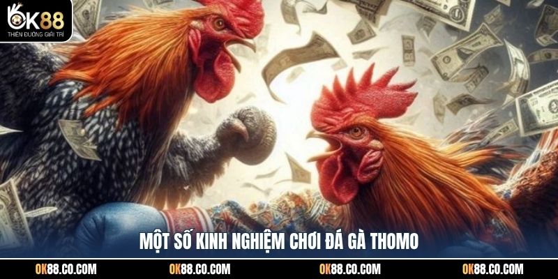 Một số kinh nghiệm chơi đá gà Thomo