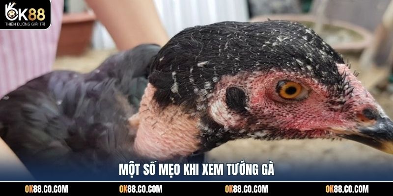 Một số mẹo khi xem tướng gà