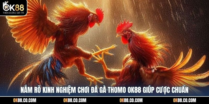 Nắm rõ kinh nghiệm chơi đá gà Thomo OK88 giúp cược chuẩn