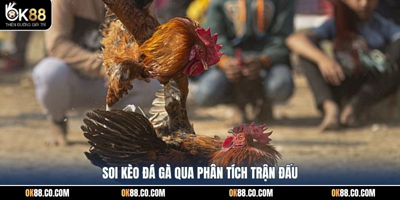 Soi kèo đá gà qua phân tích trận đấu